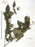 中文名:呂宋莢迷(S008597)學名:Viburnum luzonicum Rolfe(S008597)英文名:Luzon Viburnum