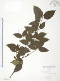 中文名:呂宋莢迷(S010973)學名:Viburnum luzonicum Rolfe(S010973)英文名:Luzon Viburnum