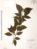 中文名:呂宋莢迷(S010974)學名:Viburnum luzonicum Rolfe(S010974)英文名:Luzon Viburnum