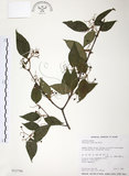 中文名:呂宋莢迷(S012794)學名:Viburnum luzonicum Rolfe(S012794)英文名:Luzon Viburnum