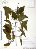中文名:呂宋莢迷(S013355)學名:Viburnum luzonicum Rolfe(S013355)英文名:Luzon Viburnum