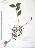 中文名:呂宋莢迷(S013581)學名:Viburnum luzonicum Rolfe(S013581)英文名:Luzon Viburnum