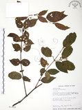 中文名:呂宋莢迷(S013588)學名:Viburnum luzonicum Rolfe(S013588)英文名:Luzon Viburnum