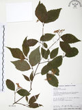 中文名:呂宋莢迷(S013615)學名:Viburnum luzonicum Rolfe(S013615)英文名:Luzon Viburnum