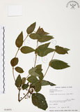 中文名:呂宋莢迷(S014655)學名:Viburnum luzonicum Rolfe(S014655)英文名:Luzon Viburnum
