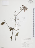 中文名:呂宋莢迷(S015087)學名:Viburnum luzonicum Rolfe(S015087)英文名:Luzon Viburnum