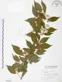 中文名:呂宋莢迷(S015233)學名:Viburnum luzonicum Rolfe(S015233)英文名:Luzon Viburnum