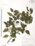 中文名:呂宋莢迷(S015500)學名:Viburnum luzonicum Rolfe(S015500)英文名:Luzon Viburnum