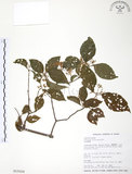中文名:呂宋莢迷(S015529)學名:Viburnum luzonicum Rolfe(S015529)英文名:Luzon Viburnum