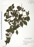 中文名:呂宋莢迷(S016787)學名:Viburnum luzonicum Rolfe(S016787)英文名:Luzon Viburnum