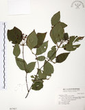 中文名:呂宋莢迷(S017417)學名:Viburnum luzonicum Rolfe(S017417)英文名:Luzon Viburnum