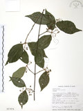 中文名:呂宋莢迷(S017474)學名:Viburnum luzonicum Rolfe(S017474)英文名:Luzon Viburnum