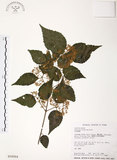 中文名:呂宋莢迷(S018264)學名:Viburnum luzonicum Rolfe(S018264)英文名:Luzon Viburnum