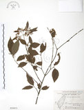 中文名:呂宋莢迷(S018473)學名:Viburnum luzonicum Rolfe(S018473)英文名:Luzon Viburnum