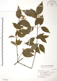 中文名:呂宋莢迷(S021686)學名:Viburnum luzonicum Rolfe(S021686)英文名:Luzon Viburnum