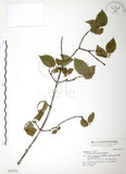 中文名:呂宋莢迷(S021755)學名:Viburnum luzonicum Rolfe(S021755)英文名:Luzon Viburnum