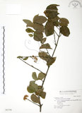中文名:呂宋莢迷(S021795)學名:Viburnum luzonicum Rolfe(S021795)英文名:Luzon Viburnum