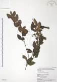 中文名:呂宋莢迷(S028593)學名:Viburnum luzonicum Rolfe(S028593)英文名:Luzon Viburnum
