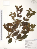 中文名:呂宋莢迷(S028712)學名:Viburnum luzonicum Rolfe(S028712)英文名:Luzon Viburnum