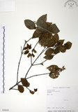 中文名:呂宋莢迷(S030645)學名:Viburnum luzonicum Rolfe(S030645)英文名:Luzon Viburnum