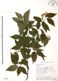 中文名:呂宋莢迷(S032426)學名:Viburnum luzonicum Rolfe(S032426)英文名:Luzon Viburnum