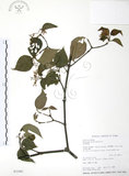 中文名:呂宋莢迷(S032481)學名:Viburnum luzonicum Rolfe(S032481)英文名:Luzon Viburnum