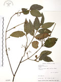 中文名:呂宋莢迷(S032485)學名:Viburnum luzonicum Rolfe(S032485)英文名:Luzon Viburnum