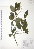 中文名:呂宋莢迷(S034400)學名:Viburnum luzonicum Rolfe(S034400)英文名:Luzon Viburnum