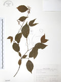 中文名:呂宋莢迷(S035307)學名:Viburnum luzonicum Rolfe(S035307)英文名:Luzon Viburnum
