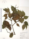 中文名:呂宋莢迷(S043048)學名:Viburnum luzonicum Rolfe(S043048)英文名:Luzon Viburnum