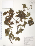 中文名:呂宋莢迷(S043268)學名:Viburnum luzonicum Rolfe(S043268)英文名:Luzon Viburnum