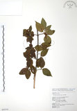 中文名:呂宋莢迷(S043316)學名:Viburnum luzonicum Rolfe(S043316)英文名:Luzon Viburnum