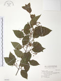 中文名:呂宋莢迷(S043455)學名:Viburnum luzonicum Rolfe(S043455)英文名:Luzon Viburnum