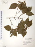中文名:呂宋莢迷(S046284)學名:Viburnum luzonicum Rolfe(S046284)英文名:Luzon Viburnum