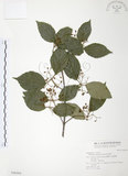 中文名:呂宋莢迷(S046464)學名:Viburnum luzonicum Rolfe(S046464)英文名:Luzon Viburnum