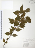中文名:呂宋莢迷(S048691)學名:Viburnum luzonicum Rolfe(S048691)英文名:Luzon Viburnum