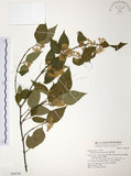 中文名:呂宋莢迷(S048700)學名:Viburnum luzonicum Rolfe(S048700)英文名:Luzon Viburnum