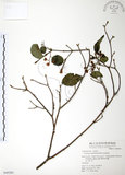 中文名:呂宋莢迷(S049285)學名:Viburnum luzonicum Rolfe(S049285)英文名:Luzon Viburnum