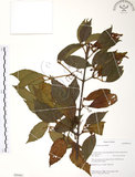 中文名:呂宋莢迷(S050467)學名:Viburnum luzonicum Rolfe(S050467)英文名:Luzon Viburnum