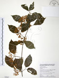 中文名:呂宋莢迷(S050627)學名:Viburnum luzonicum Rolfe(S050627)英文名:Luzon Viburnum