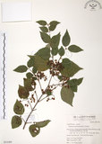 中文名:呂宋莢迷(S051089)學名:Viburnum luzonicum Rolfe(S051089)英文名:Luzon Viburnum