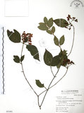 中文名:呂宋莢迷(S051402)學名:Viburnum luzonicum Rolfe(S051402)英文名:Luzon Viburnum