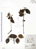 中文名:呂宋莢迷(S052724)學名:Viburnum luzonicum Rolfe(S052724)英文名:Luzon Viburnum