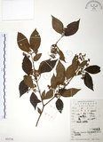 中文名:呂宋莢迷(S052738)學名:Viburnum luzonicum Rolfe(S052738)英文名:Luzon Viburnum