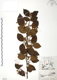 中文名:呂宋莢迷(S052819)學名:Viburnum luzonicum Rolfe(S052819)英文名:Luzon Viburnum