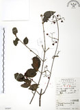 中文名:呂宋莢迷(S053057)學名:Viburnum luzonicum Rolfe(S053057)英文名:Luzon Viburnum