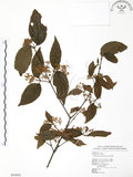 中文名:呂宋莢迷(S054943)學名:Viburnum luzonicum Rolfe(S054943)英文名:Luzon Viburnum