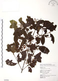 中文名:呂宋莢迷(S054946)學名:Viburnum luzonicum Rolfe(S054946)英文名:Luzon Viburnum