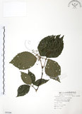 中文名:呂宋莢迷(S055200)學名:Viburnum luzonicum Rolfe(S055200)英文名:Luzon Viburnum