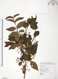 中文名:呂宋莢迷(S062528)學名:Viburnum luzonicum Rolfe(S062528)英文名:Luzon Viburnum